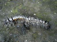 Sendai Caterpillar