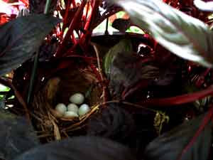 Wren's Nest in Hanging Basket