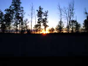 Trees at Sunset Lining Highway